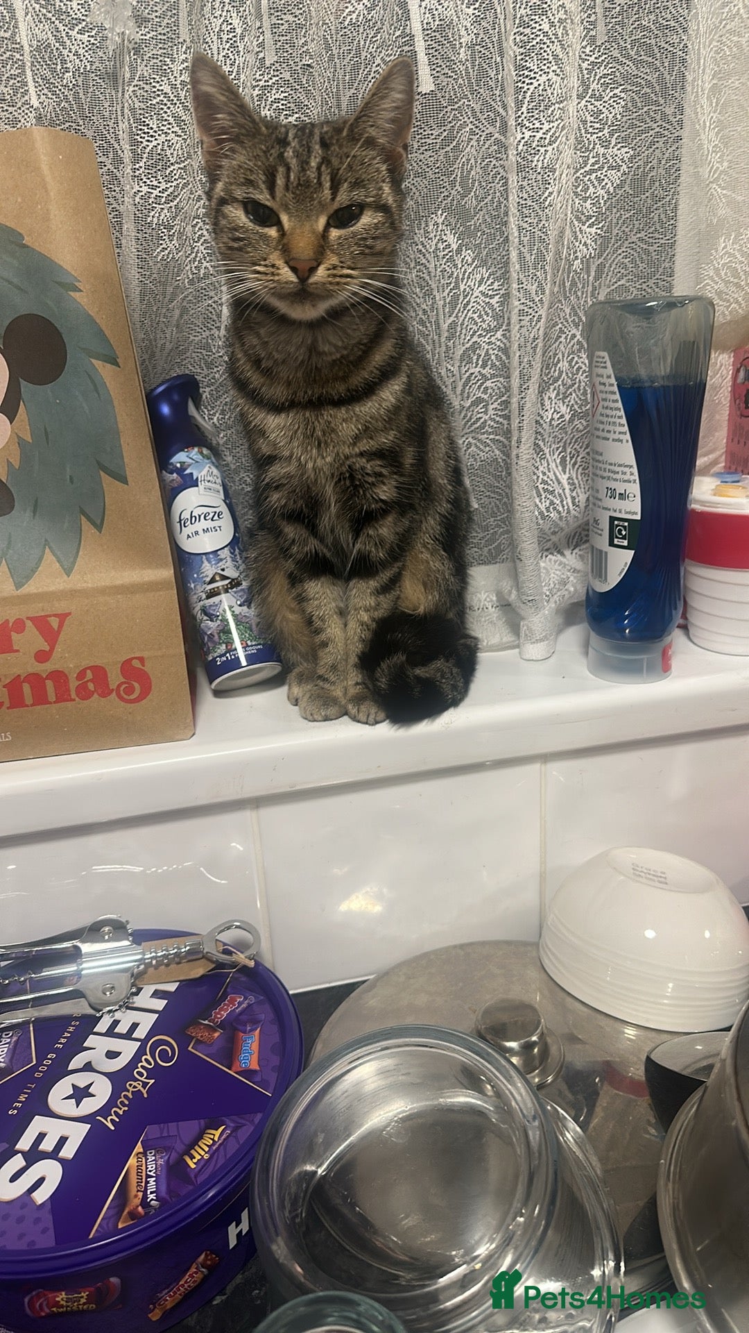 British Shorthair cats for sale: Rosie  - Advert 1