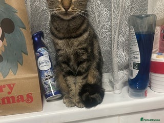 British Shorthair cats Rosie - Advert 3