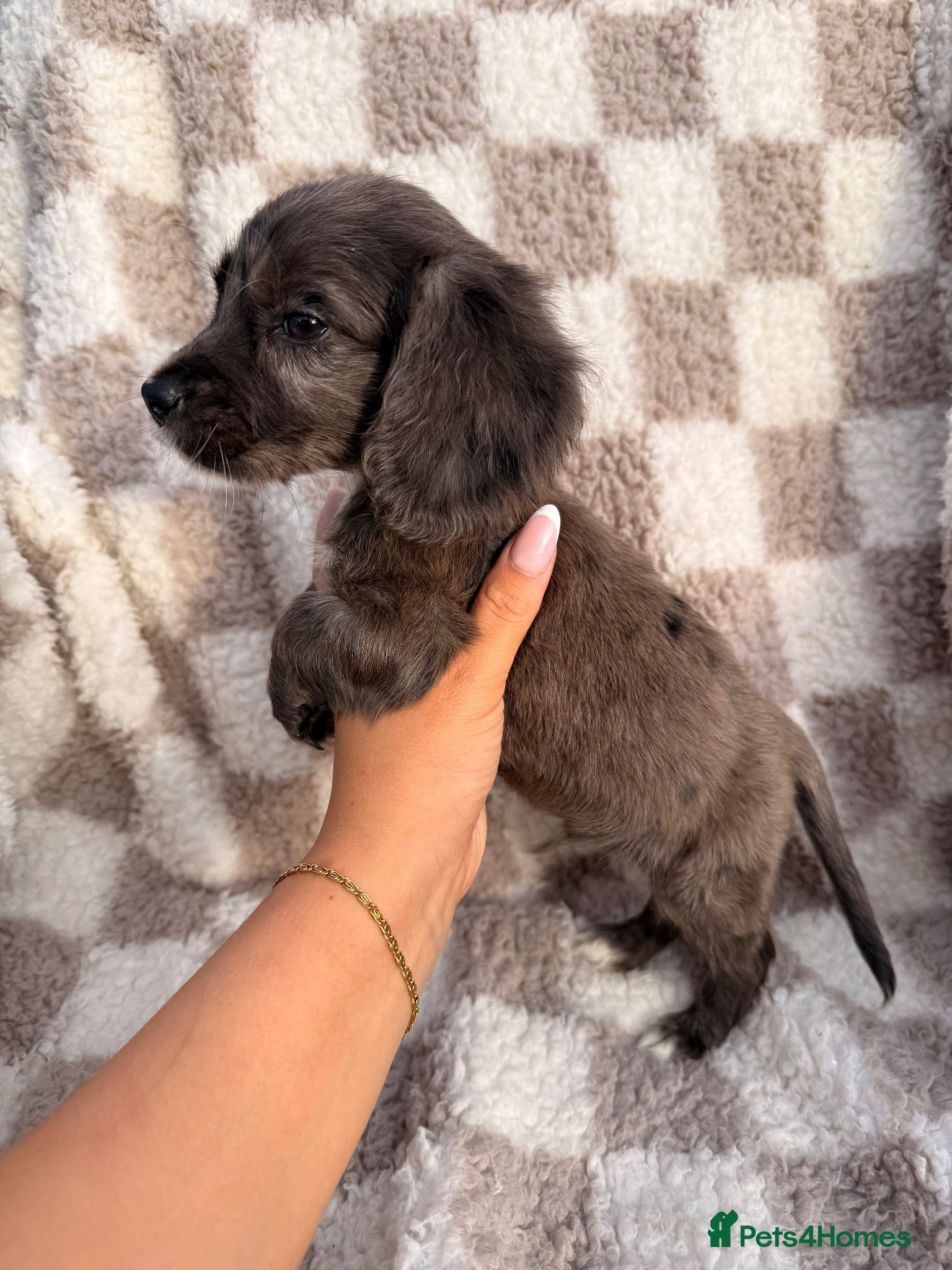Cocker Spaniel dogs ⭐️READY TO LEAVE NOW ⭐️ - Advert 1