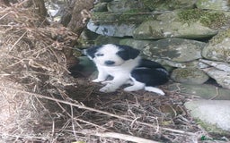 Bearded Collie dogs for sale: Working Bearded Collie pups. - Image 4
