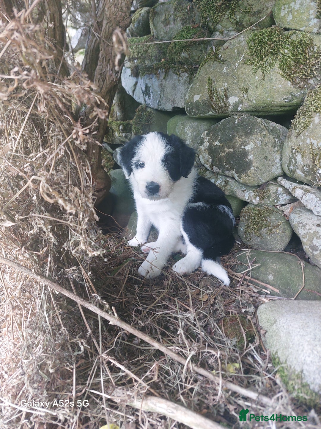 Bearded Collie dogs for sale: Working Bearded Collie pups. - Image 4
