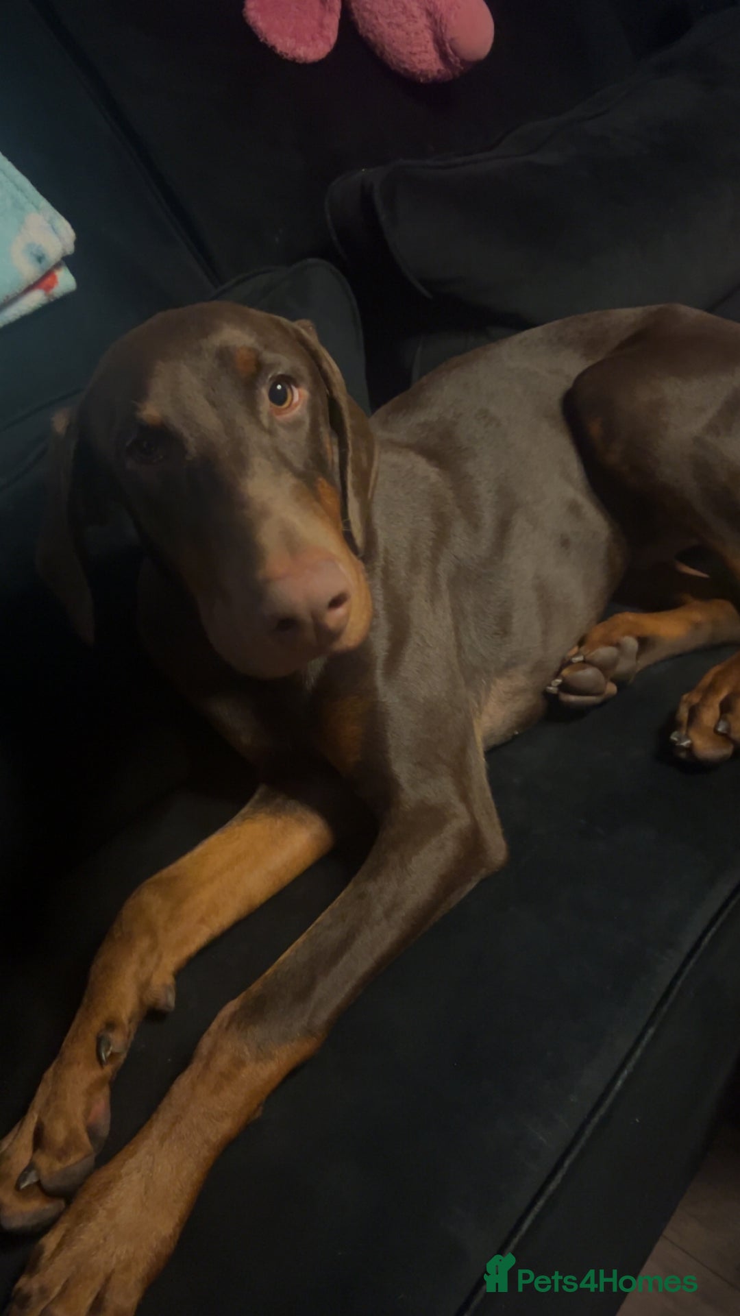 Dobermann dogs for sale: 6 month old chocolate Doberman 🤎 - Advert 1