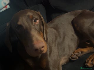 Dobermann dogs 6 month old chocolate Doberman 🤎 - Advert 3