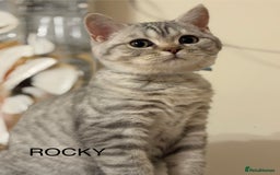 British Shorthair cats for sale: Pedigree|Champion Lines|GCCF Registered| - Image 29
