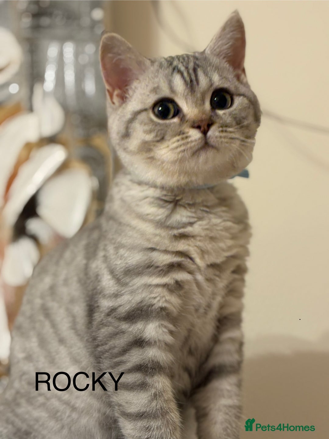 British Shorthair cats for sale: Pedigree|Champion Lines|GCCF Registered| - Image 29