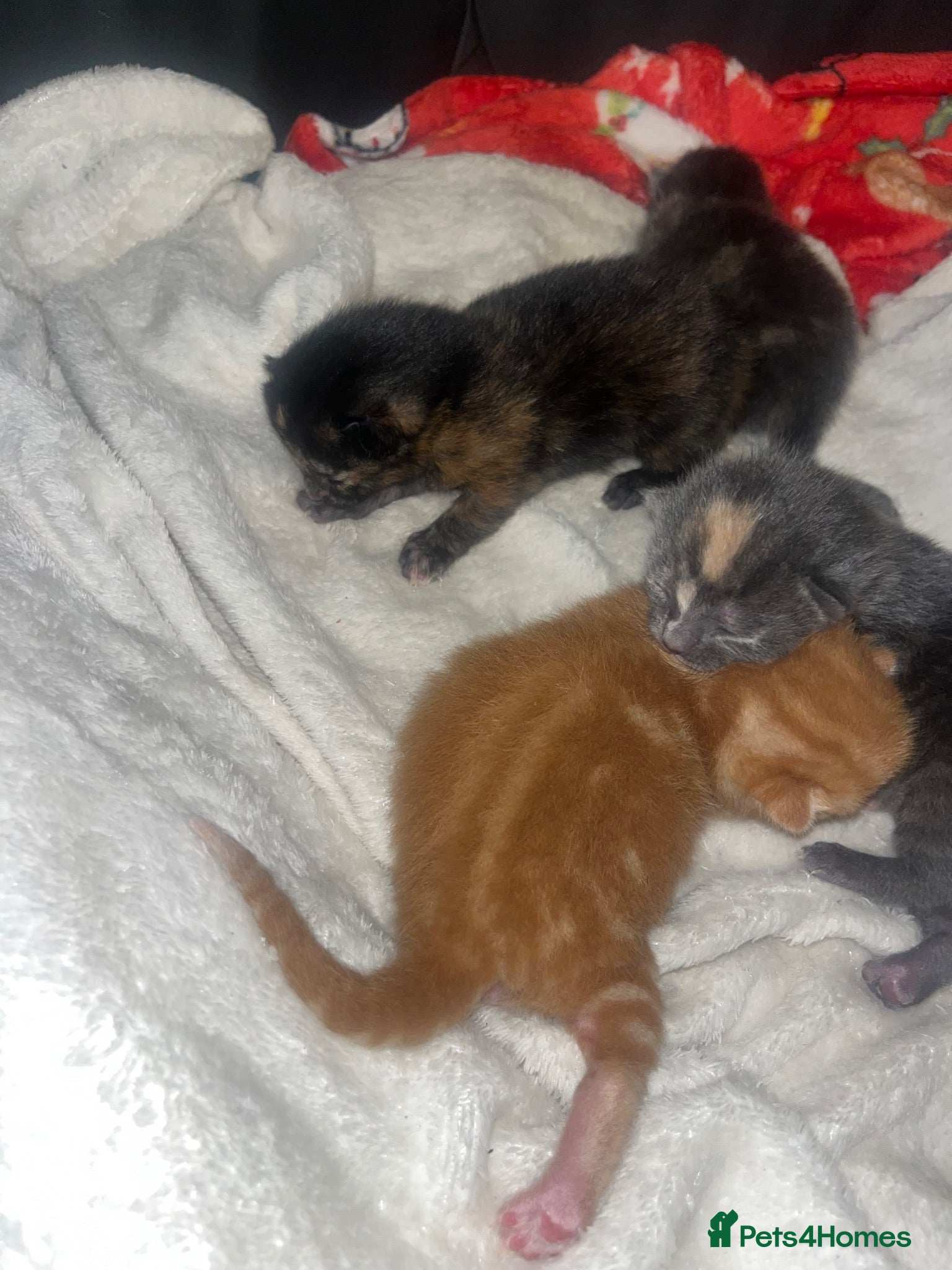 Mixed Breed cats 4 half maincoon kittens  - Advert 1