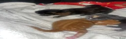 Mixed Breed cats for sale: 4 half Maine Coon kittens  - Advert 4