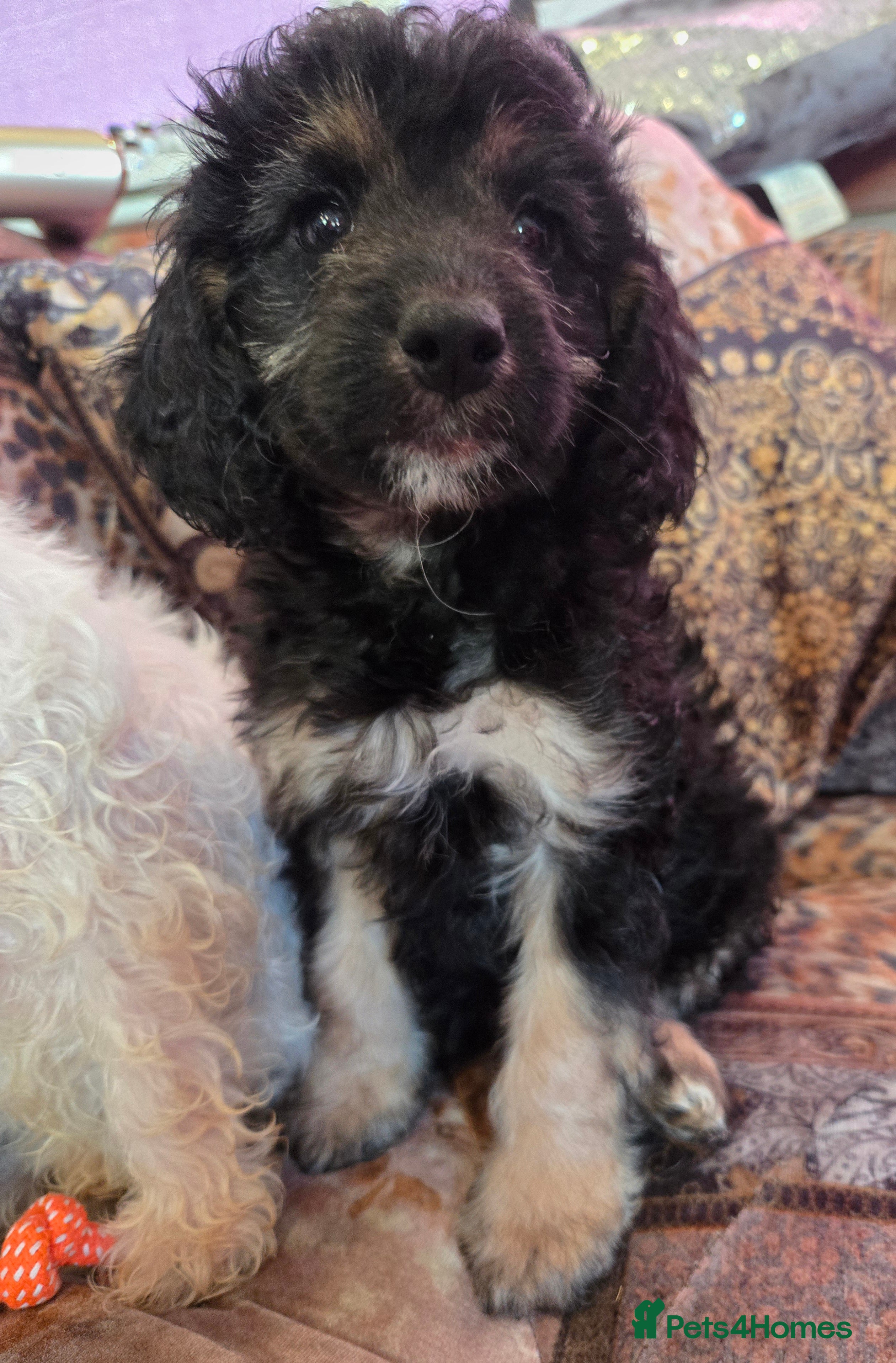 Cockapoo dogs Stunning mini cockapoo dna checked puppies - Advert 14