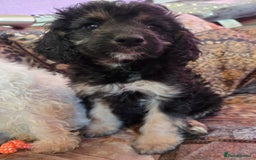 Cockapoo dogs for sale: Stunning mini cockapoo dna checked puppies - Advert 12