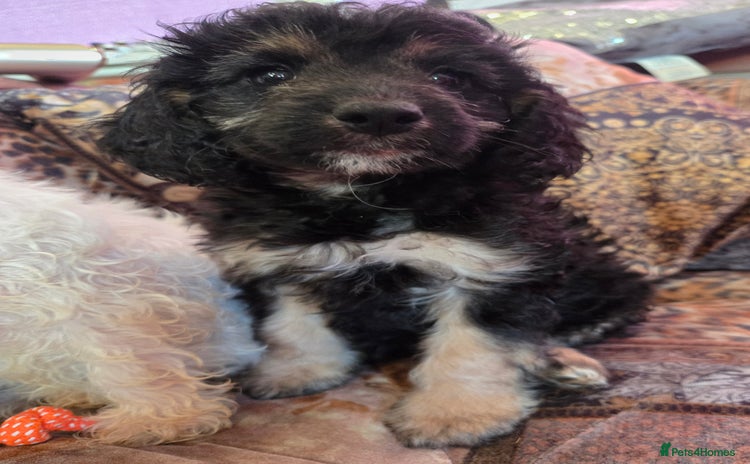 Cockapoo dogs Stunning mini cockapoo dna checked puppies - Advert 1