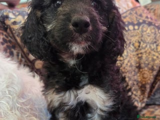 Cockapoo dogs Stunning mini cockapoo dna checked puppies - Advert 12