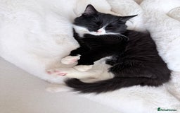 Mixed Breed cats for sale: Our Beautiful Dice - Image 3