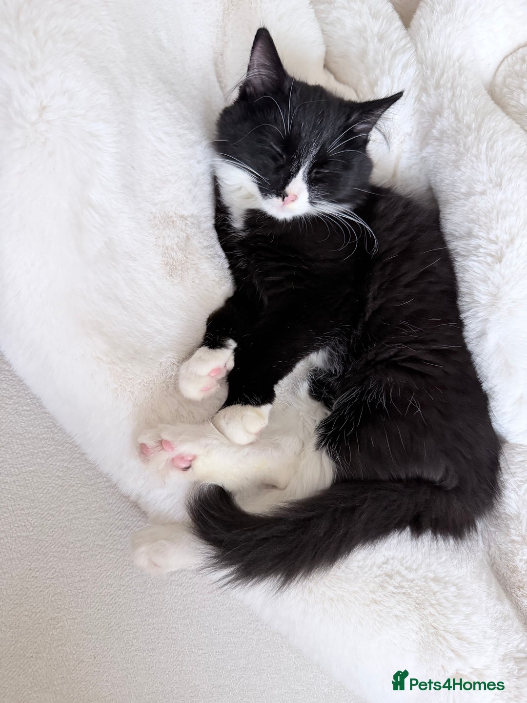 Mixed Breed cats for sale: Our Beautiful Dice - Image 3