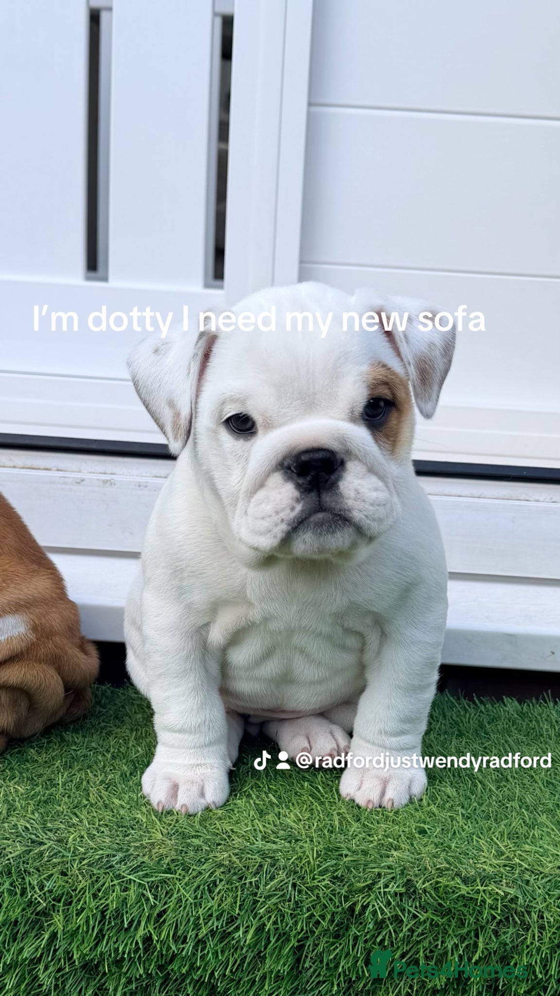 English Bulldog dogs TRADITIONAL BRITSH BULLDOGS MALE/FEMALE  - Advert 14