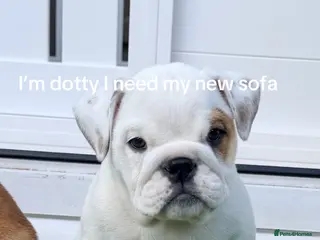 English Bulldog dogs TRADITIONAL BRITSH BULLDOGS MALE/FEMALE - Advert 14