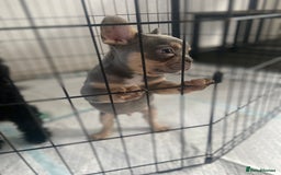 French Bulldog dogs for sale: Lilac and tan flight carrier male  - Image 5