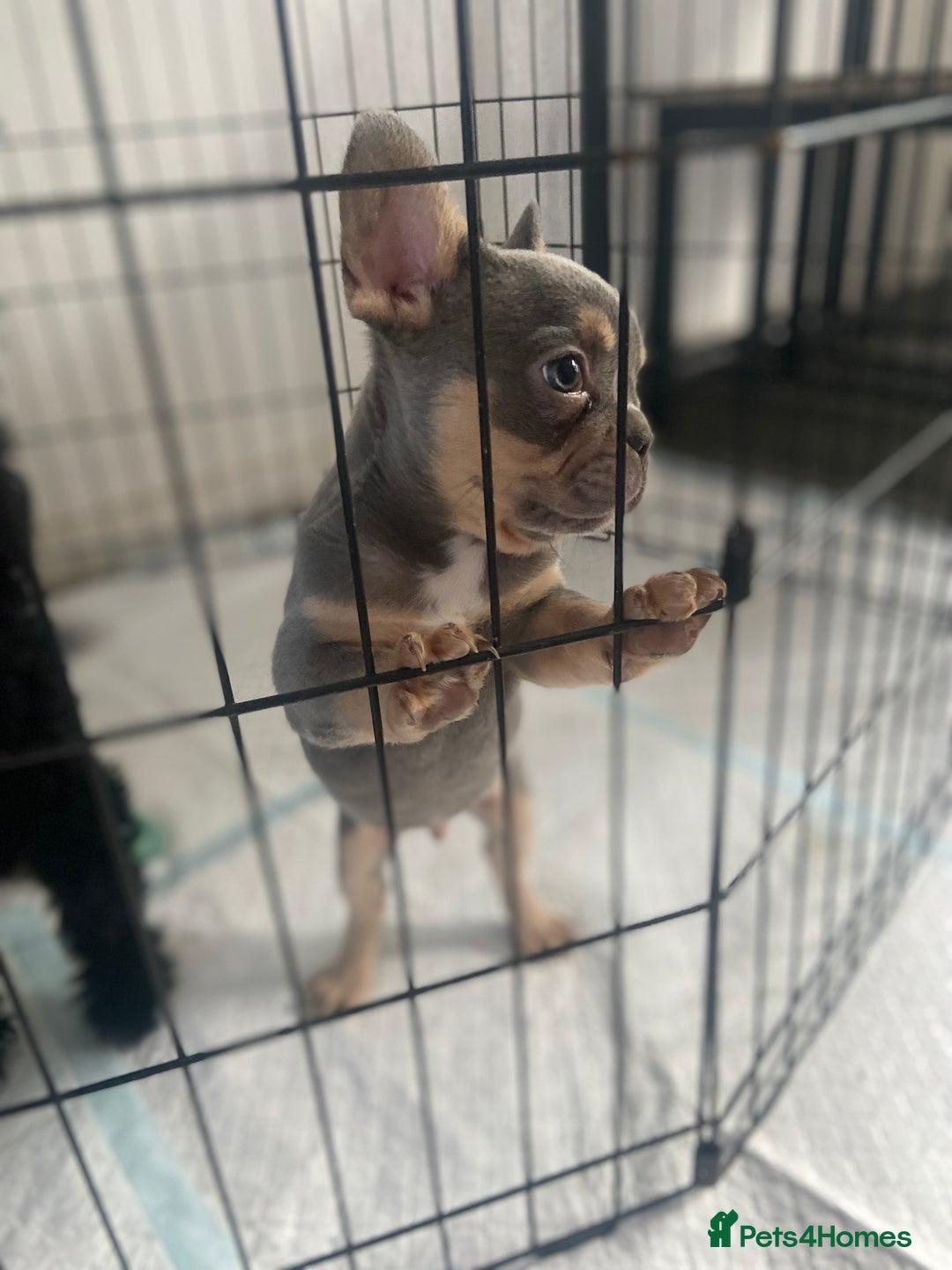 French Bulldog dogs for sale: Lilac and tan flight carrier male  - Image 5