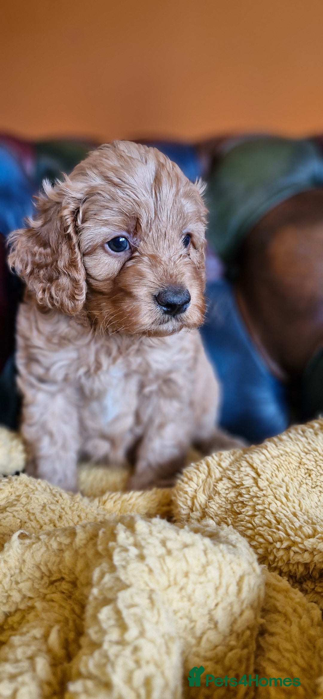 Cavapoo dogs for sale: Gorgeous f1b Cavapoo puppys.Health tested parents  - Image 15