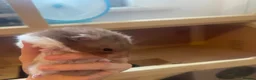 Hamster rodents for sale: Male hamster for rehome - Advert 3