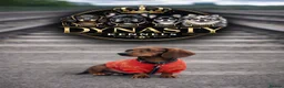 Miniature Dachshund dogs for stud: Tiny chocolate and tan miniature dachshund stud - Advert 4