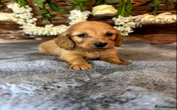 Miniature Dachshund dogs for sale: miniature long coat dachshunds - Image 11