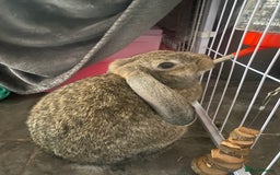 Rex rabbits for sale: Mini Rex needs rehoming - Image 4