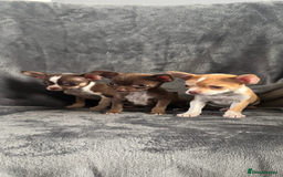 Chihuahua dogs for sale: Chihuahuas puppies  - Image 8