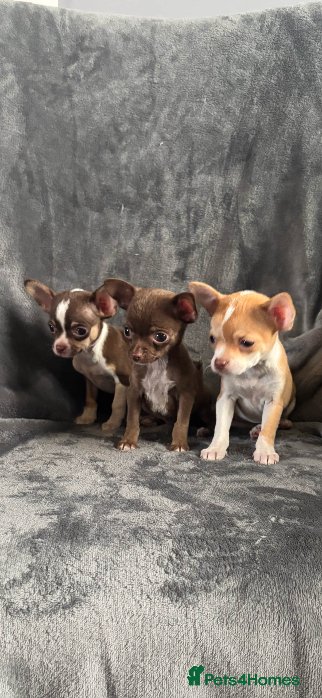 Chihuahua dogs for sale: Chihuahuas puppies  - Image 8