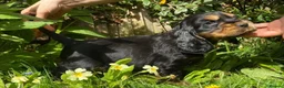 Cocker Spaniel dogs for sale: Therapy calm KC registered show cockers  - Advert 11