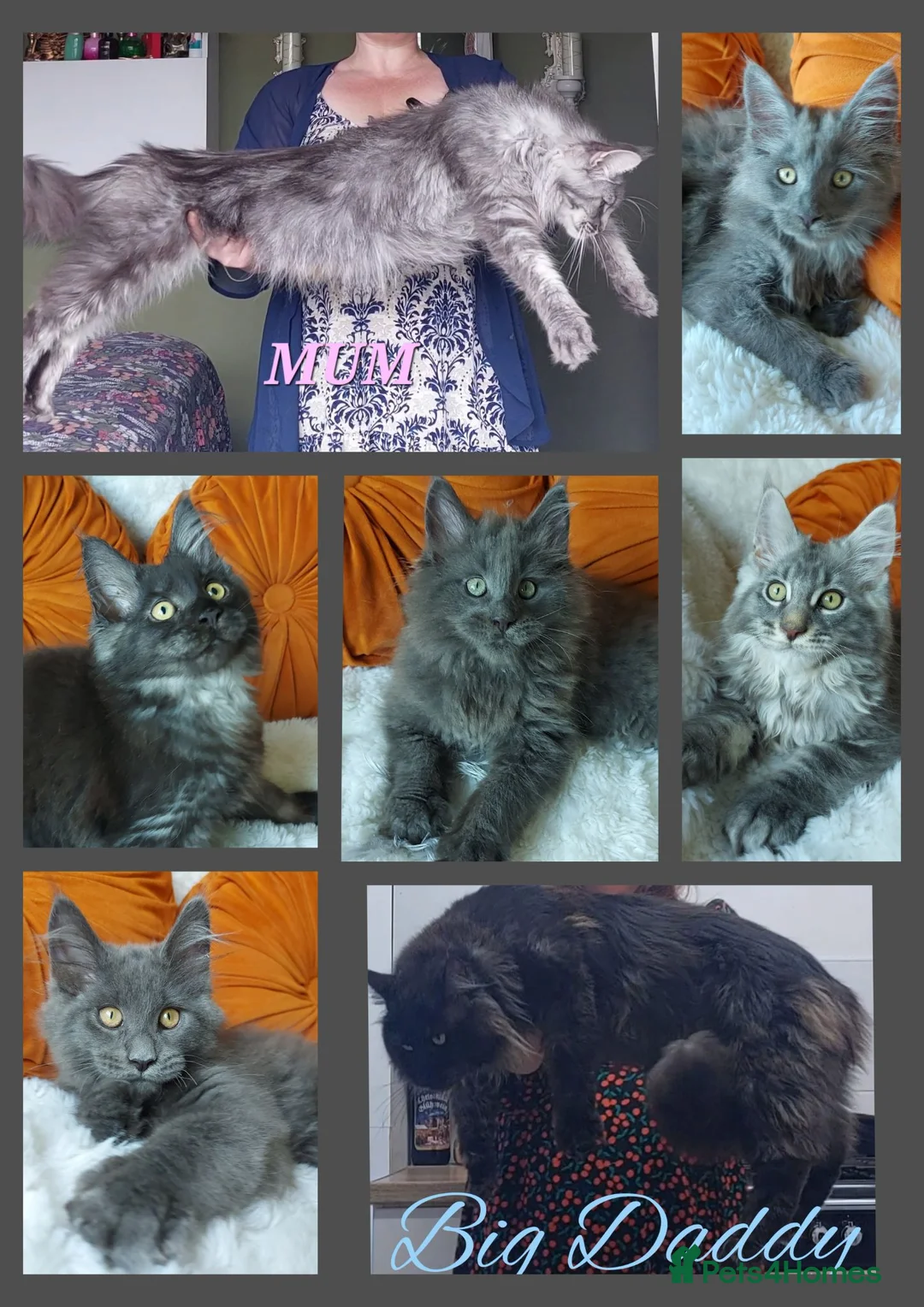 Maine Coon cats for sale: 🌟 Ready now 🌟 Russian Bloodline Maine Coons  - Advert 2