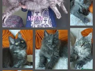 Maine Coon cats 🌟 Ready now 🌟 Russian Bloodline Maine Coons - Advert 8