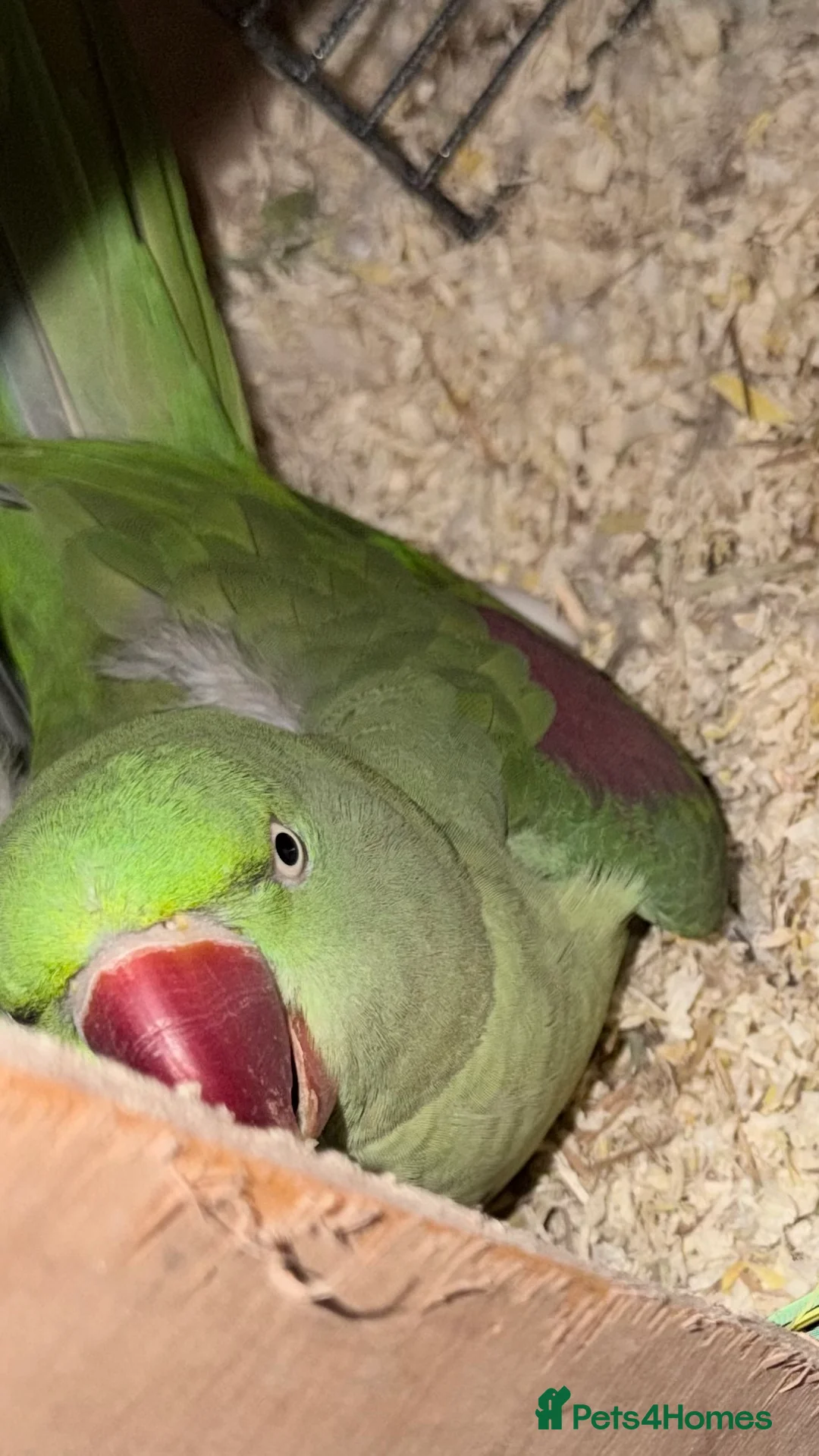 Mixed Breed birds for sale: Female Adult Alexandrine - Advert 1
