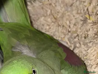 Mixed Breed birds Female Adult Alexandrine - Advert 15