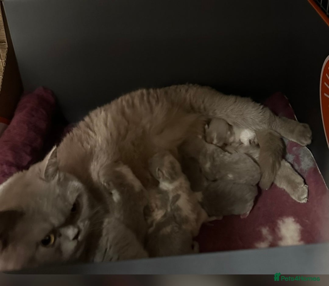 British Shorthair cats for sale: READY NOW - Full Pedigree Registered BSH kittens  - Advert 33