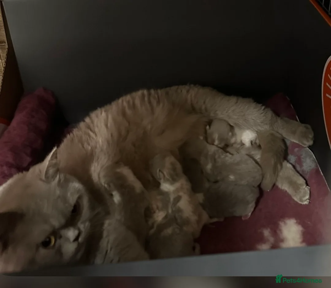 British Shorthair cats for sale: READY NOW - Full Pedigree Registered BSH kittens  - Advert 5