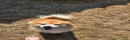 Pomeranian dogs for sale: Charlie  in Clacton-on-Sea - Advert 2