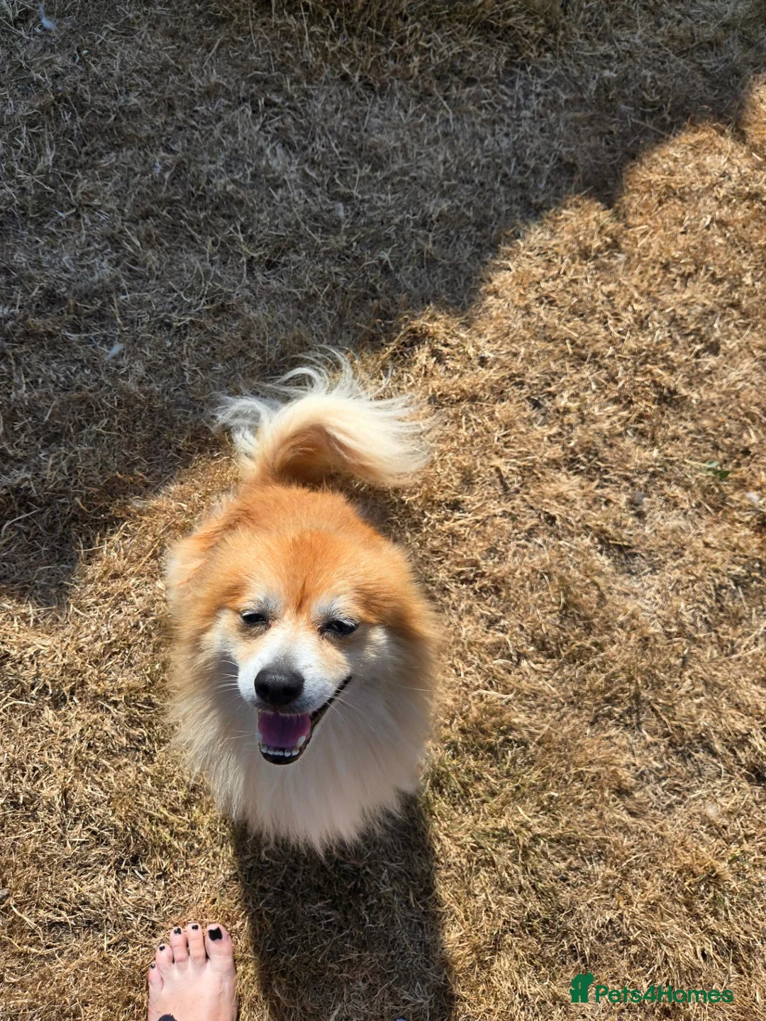 Pomeranian dogs for sale: Charlie  in Clacton-on-Sea - Advert 2