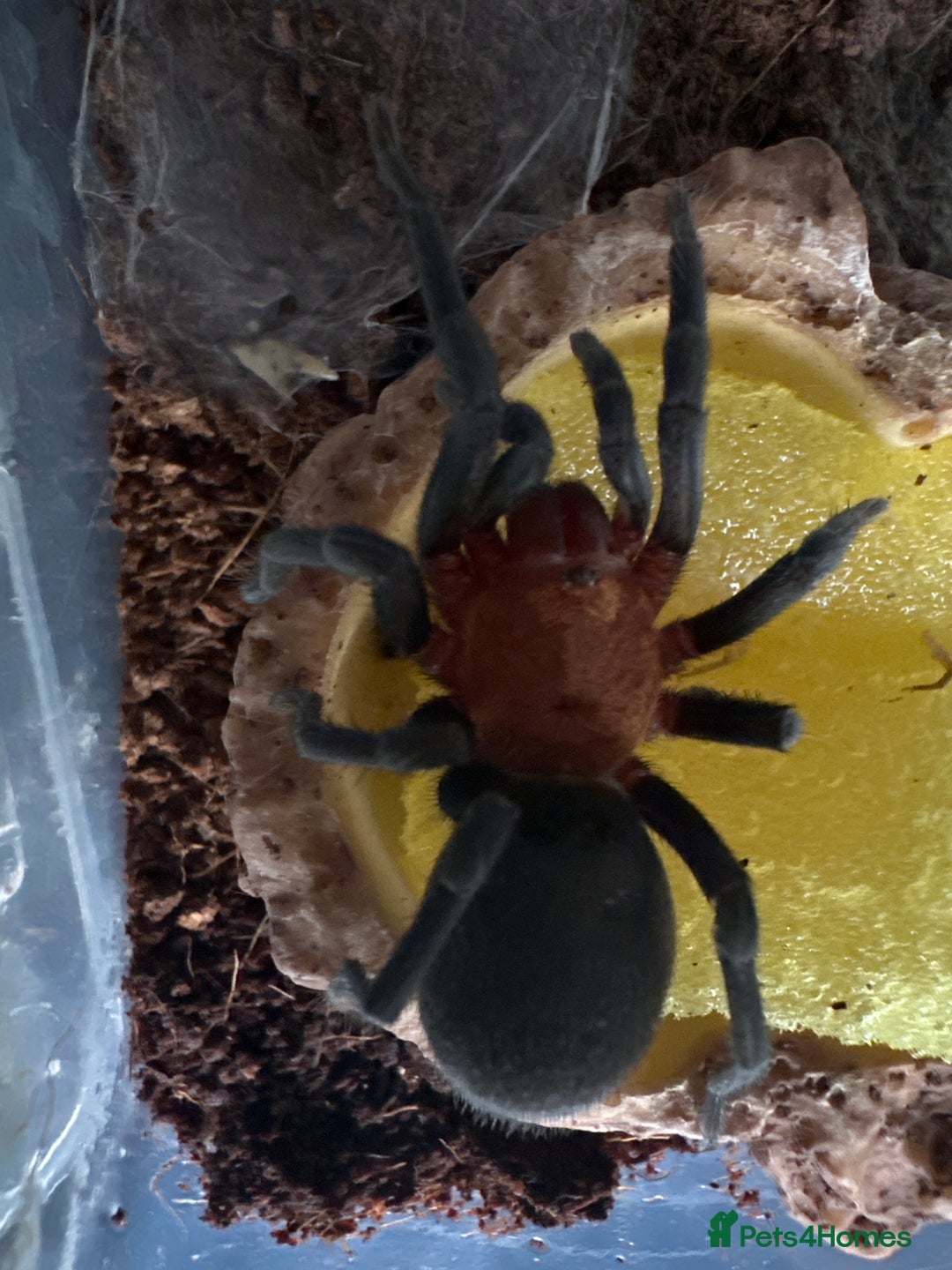 Tarantulas invertebrates for sale: Brazilian red head Bumba Horrida  - Image 3
