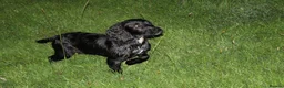 Cocker Spaniel dogs for sale: Kc reg working cocker puppies - Advert 2