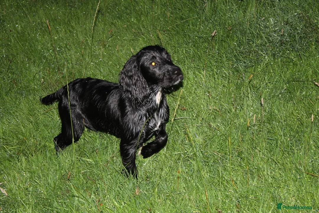 Cocker Spaniel dogs for sale: Kc reg working cocker puppies - Advert 2