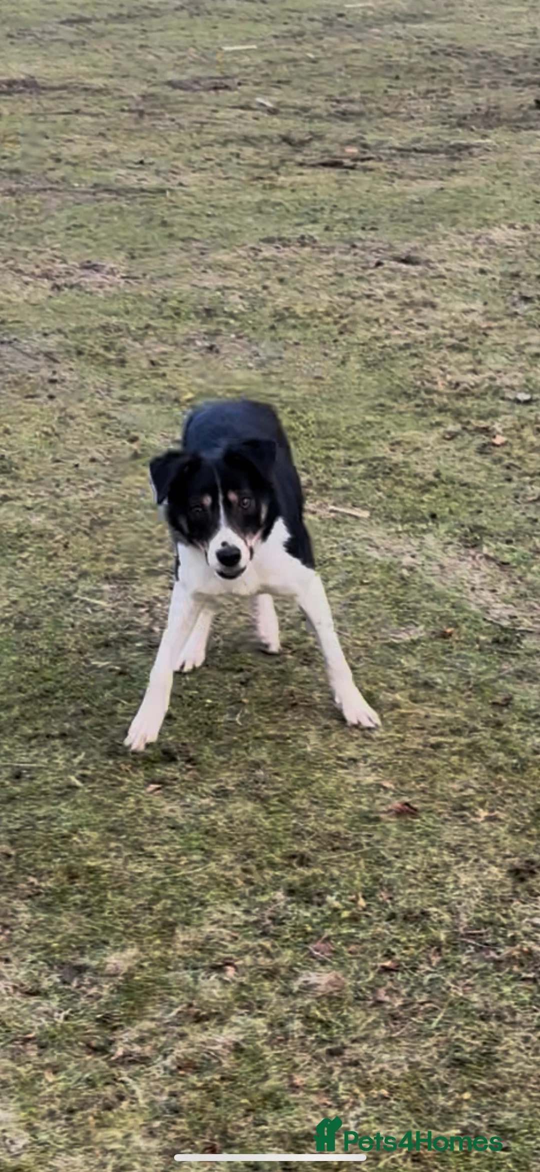 Smooth Collie dogs for sale: Smooth border collie  - Advert 2