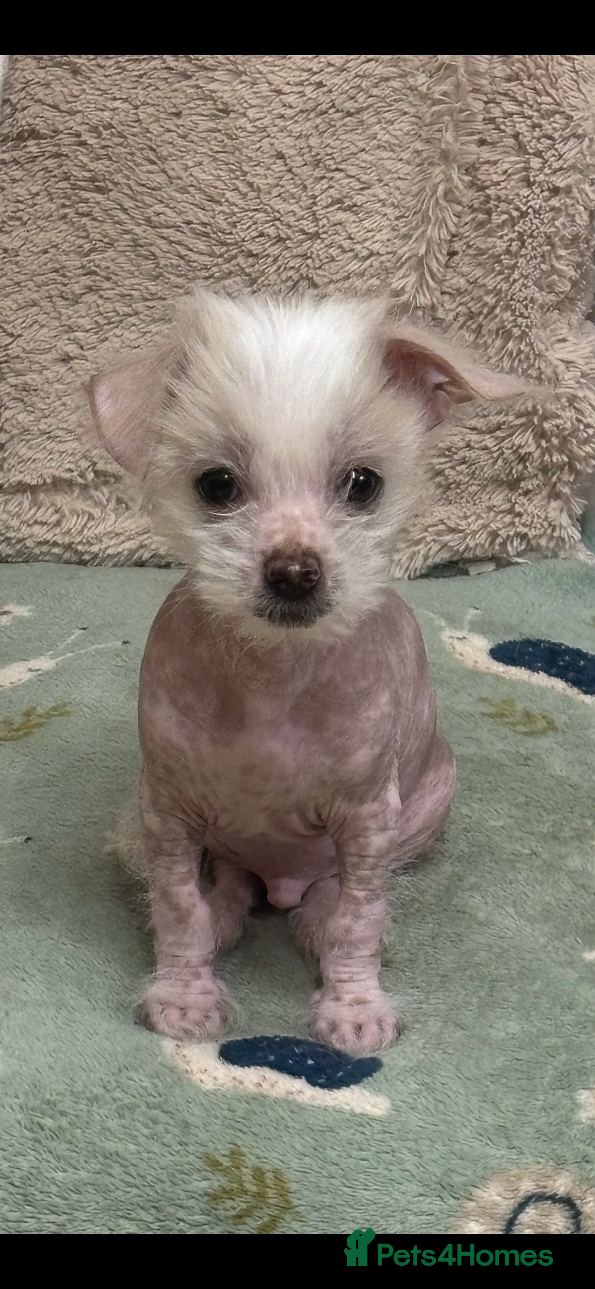 Mixed Breed dogs Beautiful male Chi-Chi hairless, spotted boy. in Exmouth - Advert 3