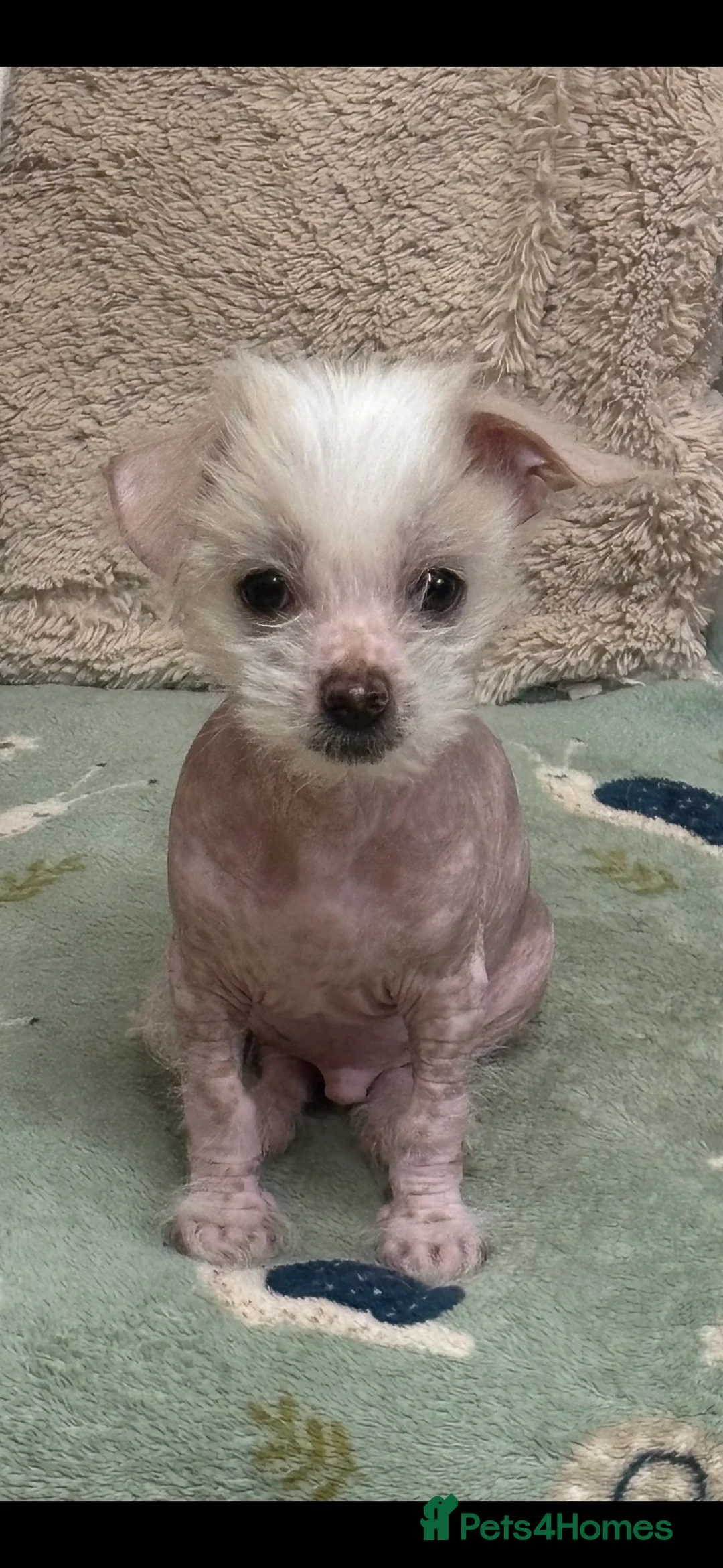 Mixed Breed dogs for sale: Beautiful male Chi-Chi hairless, spotted boy. in Exmouth - Advert 1