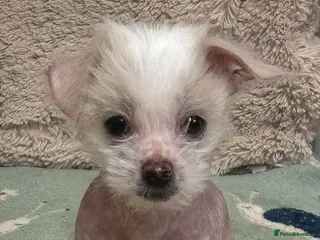 Mixed Breed dogs Beautiful male Chi-Chi hairless, spotted boy. in Exmouth - Advert 3