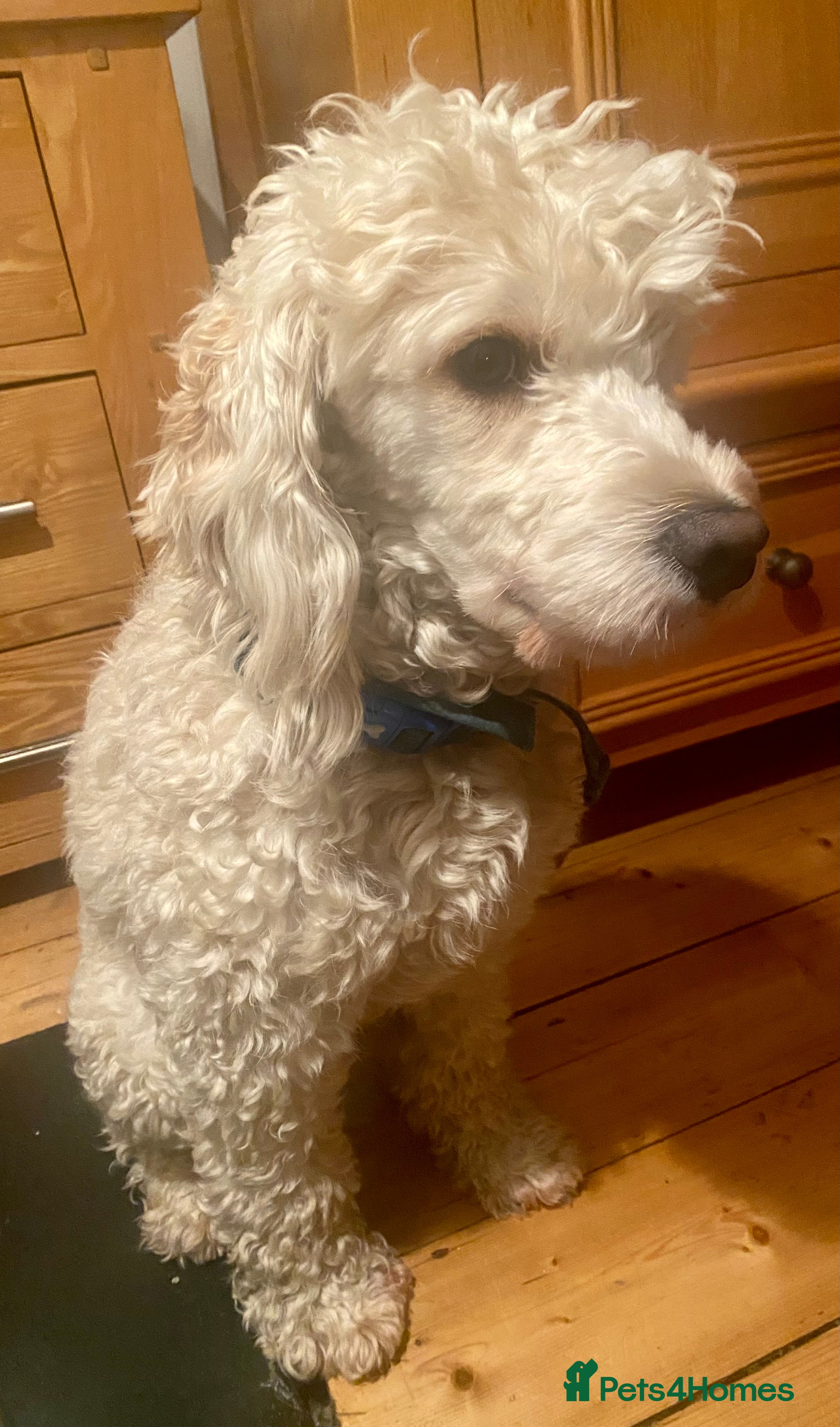 Cockapoo dogs Ralf.  - Advert 1
