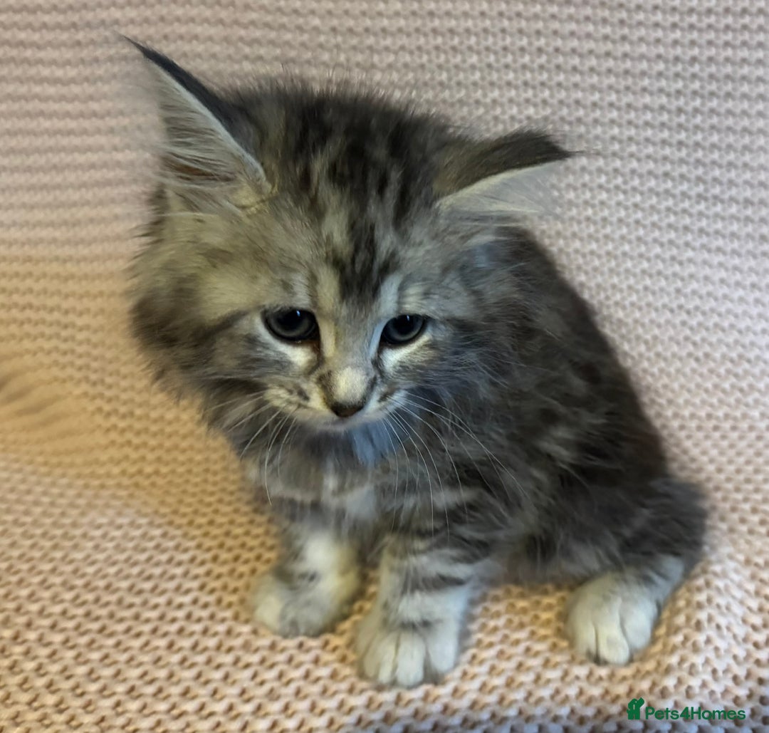 Maine Coon cats for sale: Maine Coon Bengal Cross - Advert 2