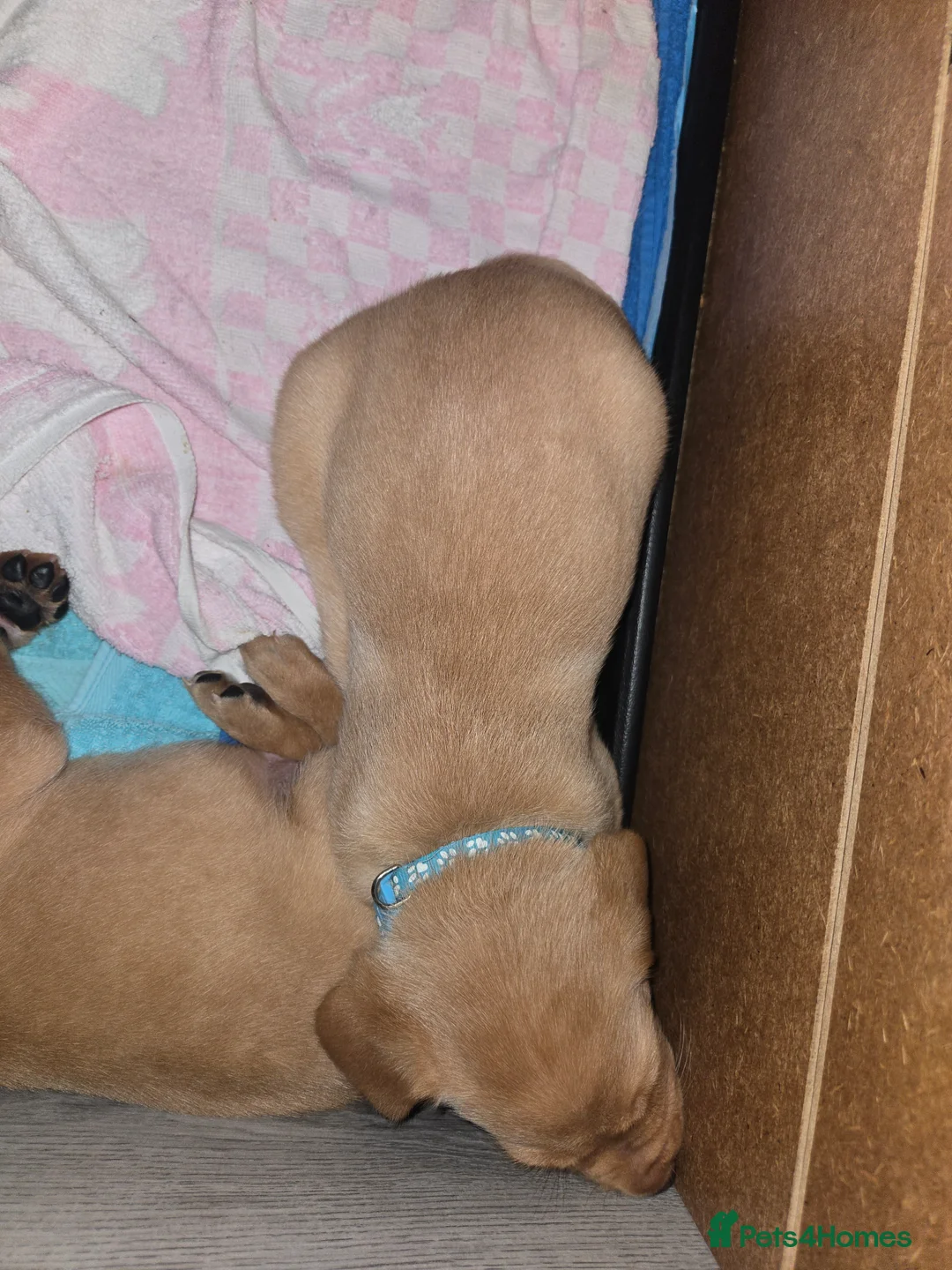 Labrador Retriever dogs for sale: Stunning labrador puppies for sale - Advert 2