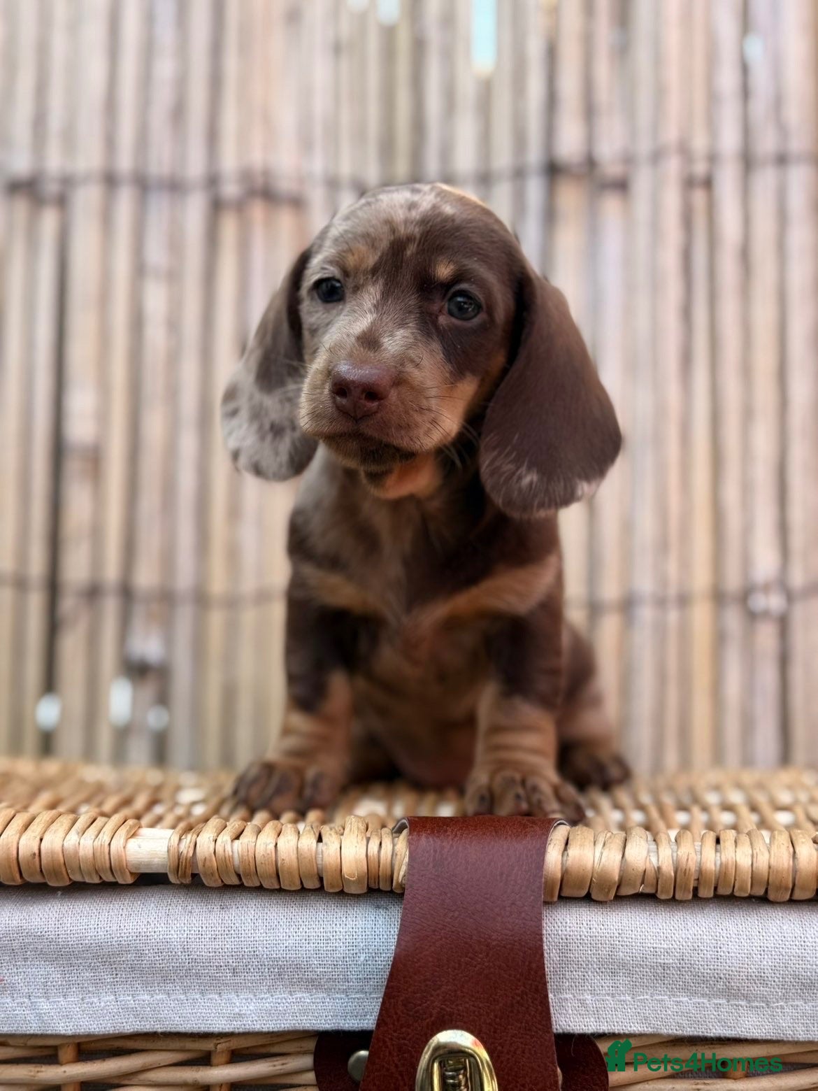 Miniature Dachshund dogs Long haired miniature dachshund  - Advert 1