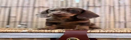 Miniature Dachshund dogs for sale: Long haired miniature dachshund  - Advert 3