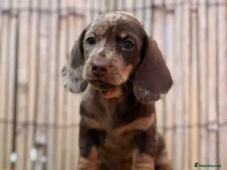 Miniature Dachshund dogs Long haired miniature dachshund - Advert 1